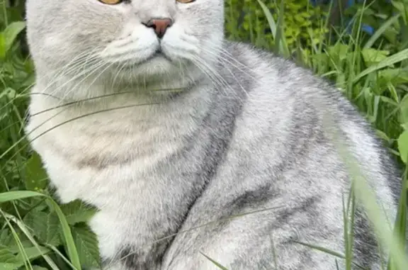 Пропала кошка на Съездовской улице, серый с белым окрасом.