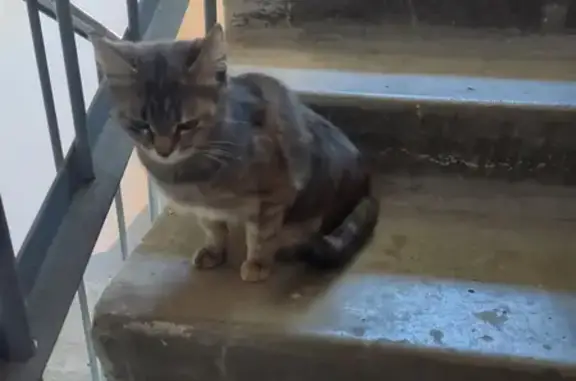 Найдена кошка на ул. Центральная, 17 в Григорово