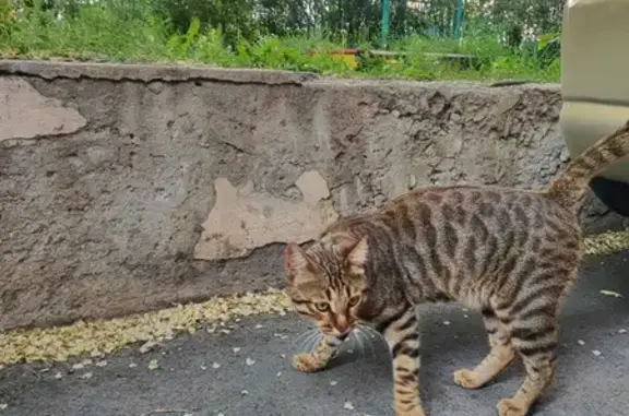 Найдена кошка на улице Доватора, Челябинск