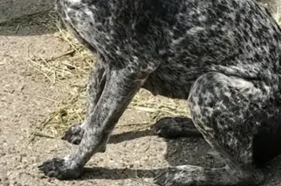 Найдена собака на ул. Сен-Симона, 33 к1, Астрахань