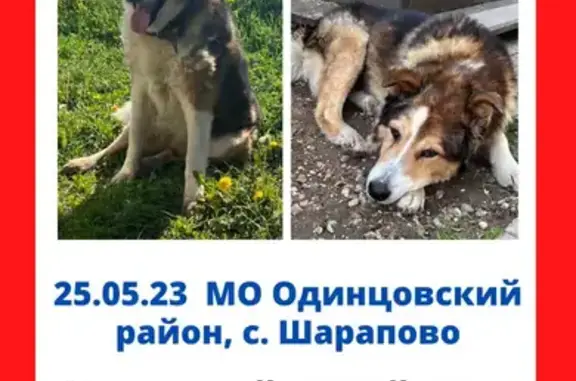 Собака найдена в Шарапово 46Н-07159