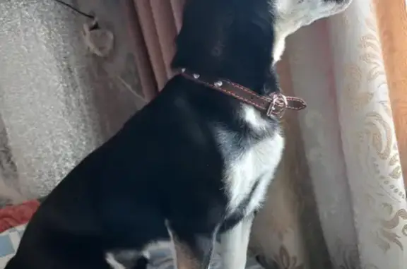 Пропала собака на проспекте Ленина в Канаше