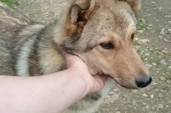 Найдена собака, Московская область, фото: Найдена молодая собака в СНТ Рузские Зори, МО