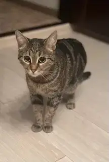 Кошки потеряшки, Ульяновск, фото: Потеряшка кошка на ул. Отрадная, 75 (Ульяновск)