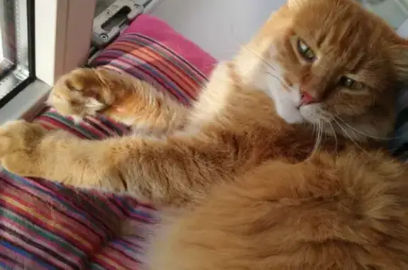 Кошки потеряшки, Санкт-Петербург, фото: Потеряшка рыжая кошка на 7-й Советской, СПб