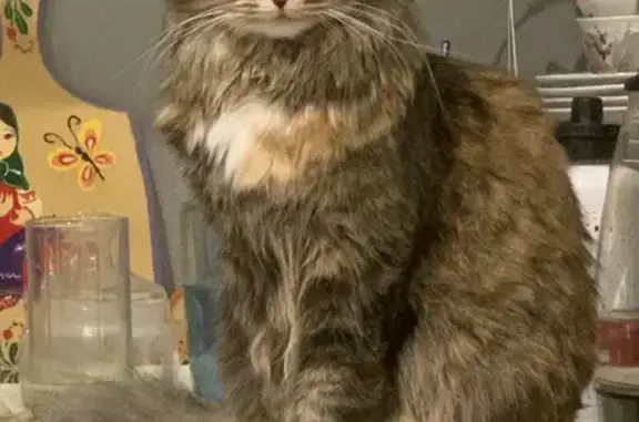 Кошки потеряшки, Ярославль, фото: Потеряшка трехцветная кошка на Институтской, 26 в Ярославле