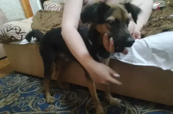 Собака найдена в парке Гагарина на ул. Кутузова