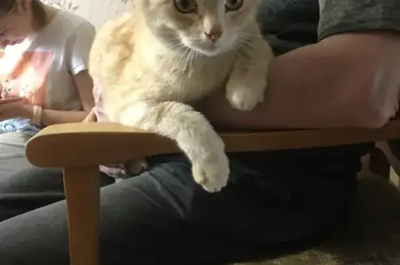 Кошки потеряшки, Киров, фото: Потеряшка кошка на Чайкиной, 3