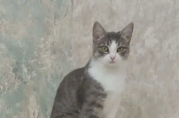 Пропала кошка на Комсомольской, Новочебоксарск