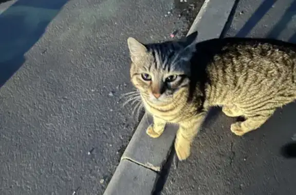 Кошка найдена на Новомарьинской, 3 к3, Москва