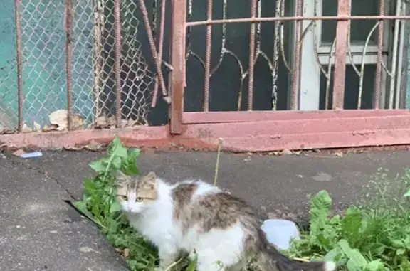 Найдена домашняя кошка на Зелёном проспекте в Москве