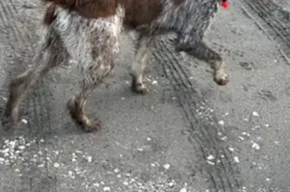 Собака Дратхаар с двумя ошейниками найдена в Вяткинском сельском поселении.