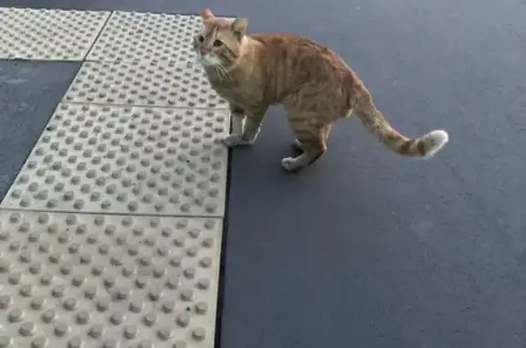 Найден рыжий кот в Санкт-Петербурге