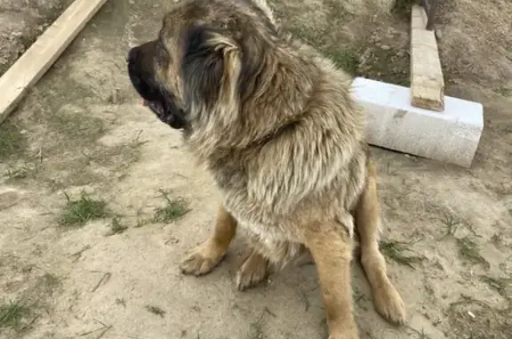 Найдена кавказская овчарка в Московской области
