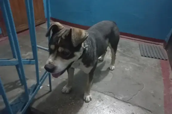 Найдена собака на ул. Чкалова, 23 в Брянске