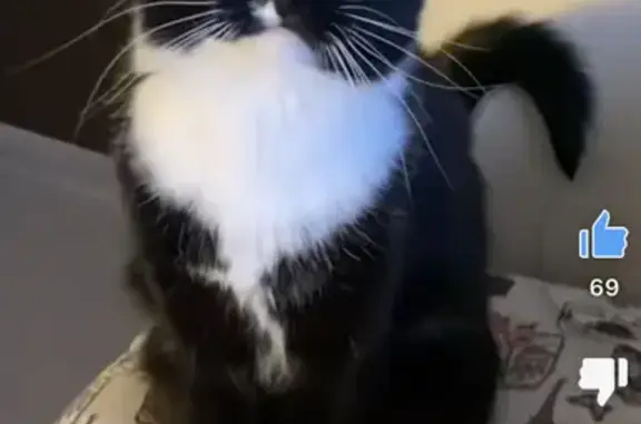 Пропала черно-белая кошка с проспекта Бумажников, 40