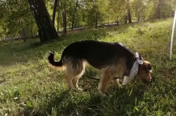 Пропала собака Глаша в Томске, район 2 мкр (ГАИ)