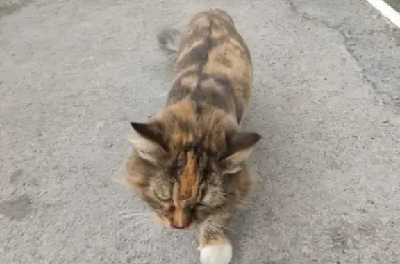 Найдена кошка на улице Газовиков, 45, Тюмень