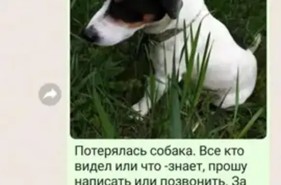Пропала собака Мальчик на Советской улице, Березанская.