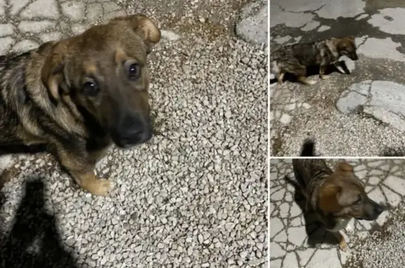 Пропала собака в районе Титова, Симферополь
