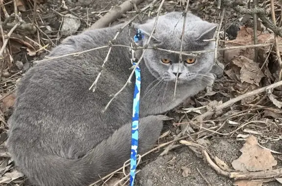 Пропала кошка на Суворовском проспекте