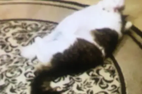 Пропала кошка на Петровском бульваре, 7 в Азове