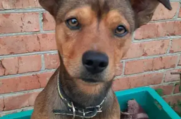 Объявления о пропавших и найденных животных, Краснодар, фото: Пропала собака Мальчик на 4-й Трудовой, Краснодар