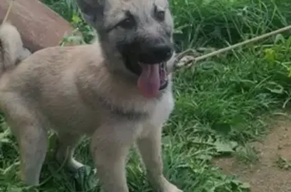 Пропала щенок-кобель в Лысково, Нижегородская область