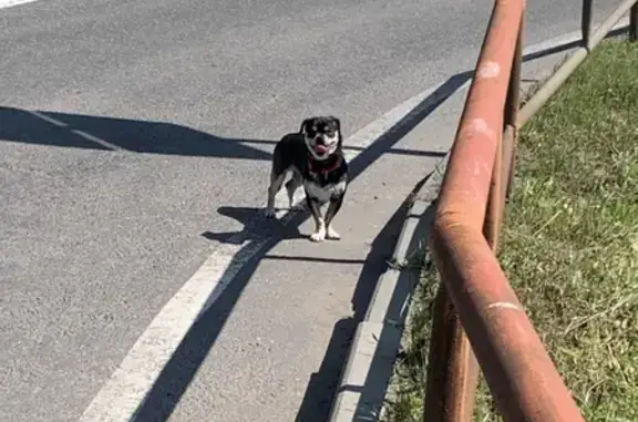 Собака на улице 50 лет ВЛКСМ, 42, Рыбинск с красным ошейником