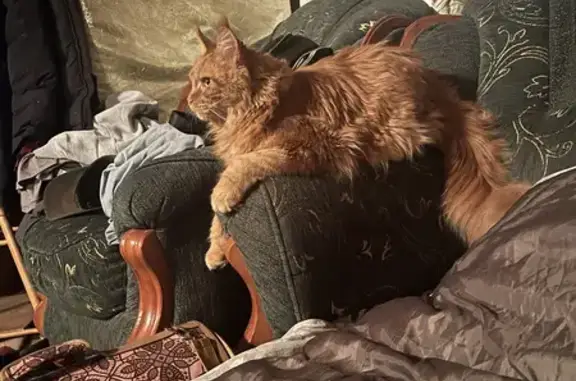 Пропала рыжая кошка с медальоном в Московской области