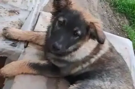 Пропала собака на Лазурной улице, Волгоград