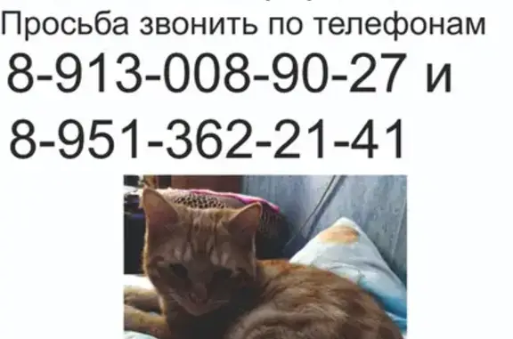 Кошки потеряшки, Новосибирск, фото: Потеряшка кошка Мурзик на ул. Забалуева 52, Новосибирск