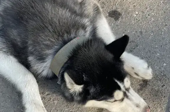 Собака Хаски найдена на Октябрьском проспекте, Подольск