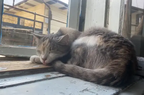 Пропала кошка в СНТ Отдых, Коломна (Озерское шоссе)