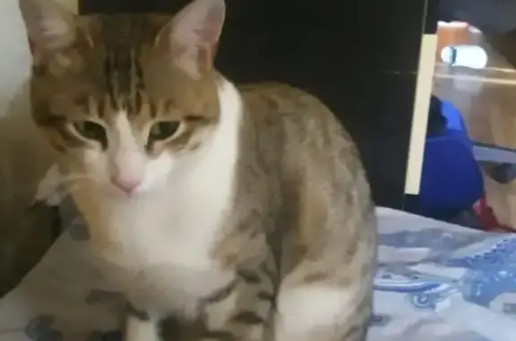 Пропала кошка на ул. Королёва, 19 в Зеленодольске
