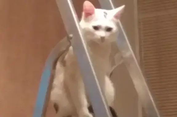 Кошки потеряшки, Ярославль, фото: Потеряшка кошка на Октябрьском проспекте, 26А в Ярославле