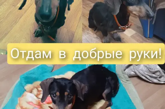 Найдена собака на проспекте Красноярского Рабочего