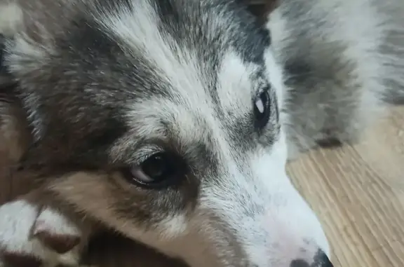 Собака ищет дом на ул. 60 лет Октября, Красноярский край