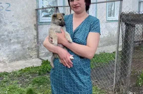 Пропала собака Роза в Тамбовской области
