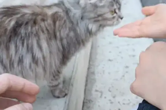 Найдена кошка на улице 50-летия Магнитки, Магнитогорск