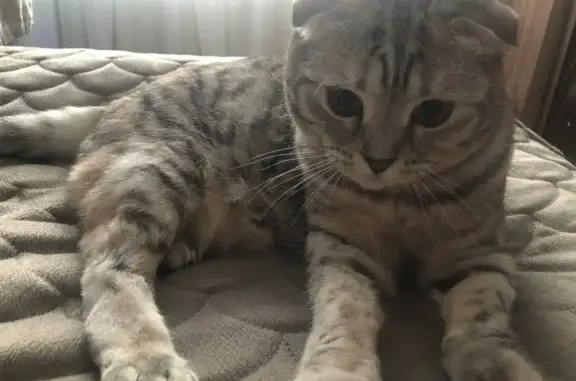 Пропала кошка Буся в Печоре, Республика Коми