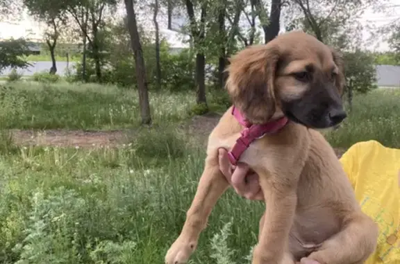 Найдена девочка-щенок на Проспекте Победы, 131
