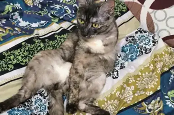 Кошки потеряшки, Углеуральский, фото: Потеряшка кошка 