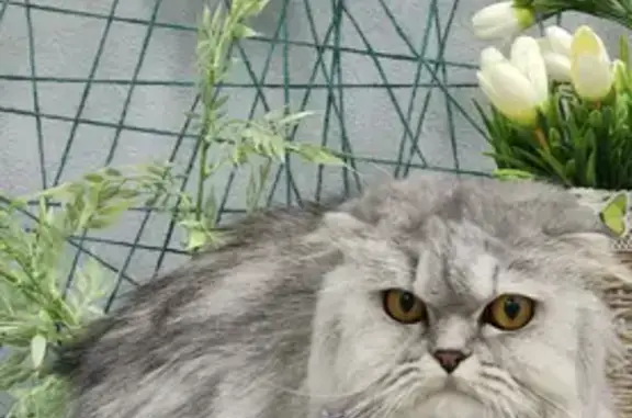 Кошки потеряшки, Санкт-Петербург, фото: Потеряшка кошка Муся, Ленинский 111 к2, СПб