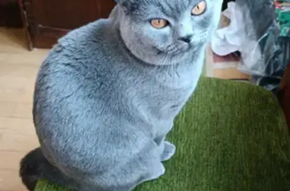 Пропала кошка Серый британец в «Крым», Московская область.