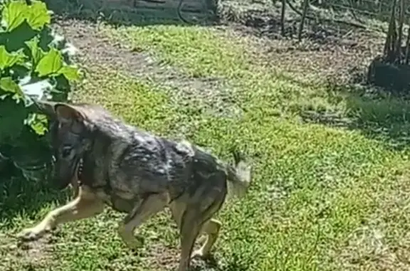 Собаки потеряшки, Тверь, фото: Потеряшка собака Ульва, ул. Дьяконова 26, Тверь