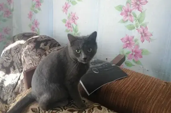 Пропала кошка на Первомайской, 18 в Дюртюли