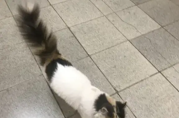 Найдена кошка на Ленинской, Белая с рыже-серыми пятнами