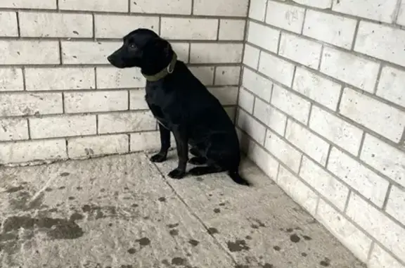 Найдена собака на улице 15 в Ростове-на-Дону