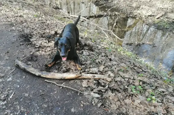 Пропала собака на Октябрьской, 5 в Электростали